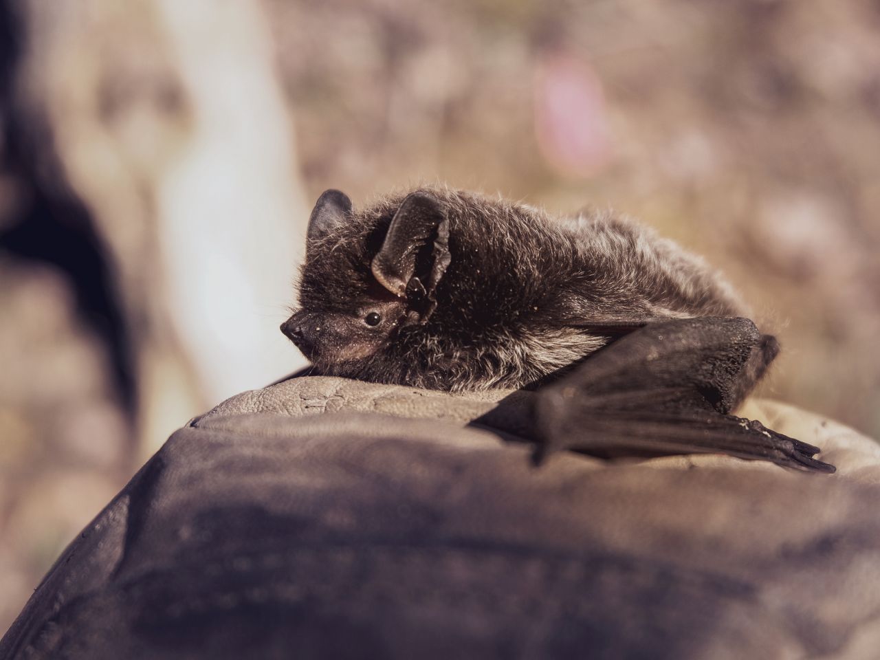 Ecofect voert nader onderzoek uit naar de in Nederland voorkomende vleermuizen